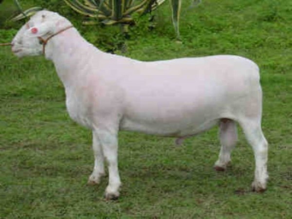 Dorper Blanco